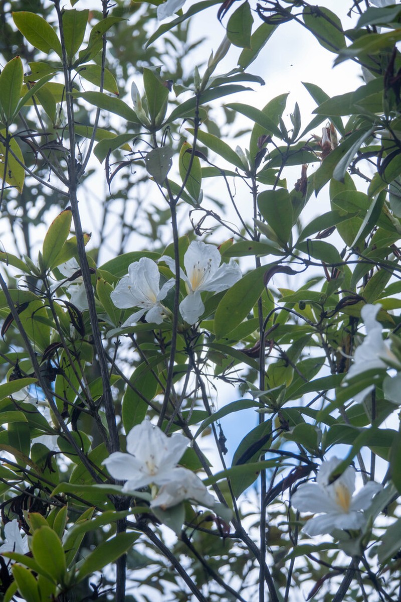 Rhododendron hancockii photo 4