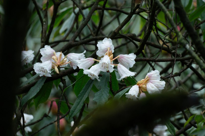 Rhododendron haofui