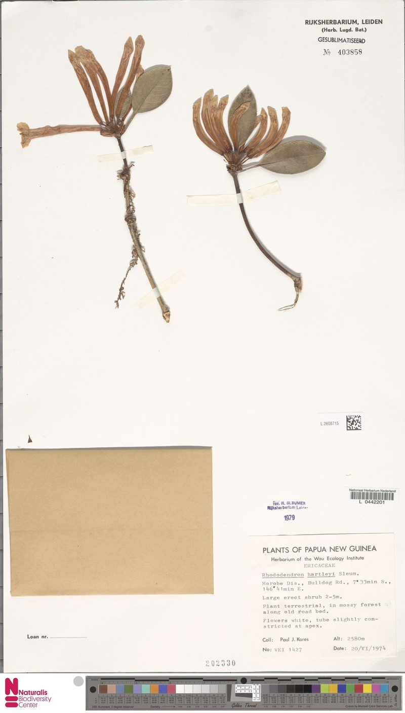Rhododendron hartleyi