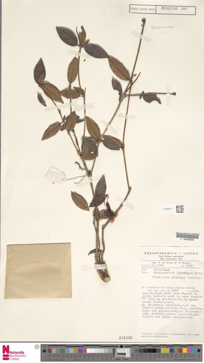 Rhododendron hatamense