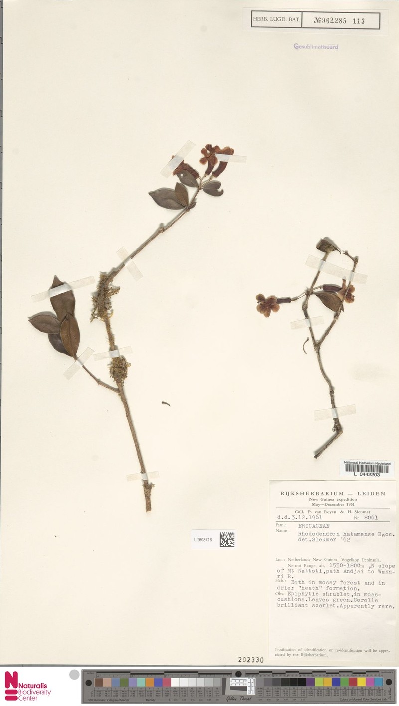 Rhododendron hatamense photo 2