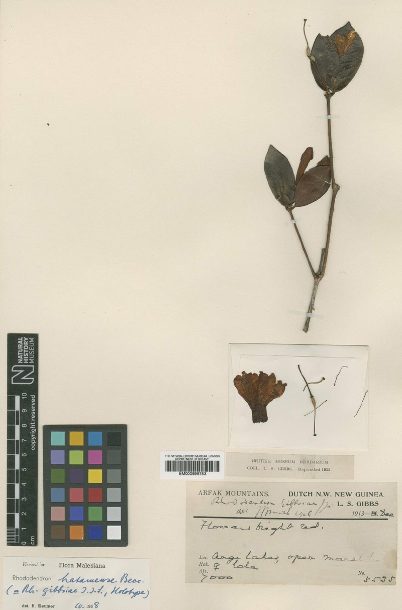 Rhododendron hatamense photo 3