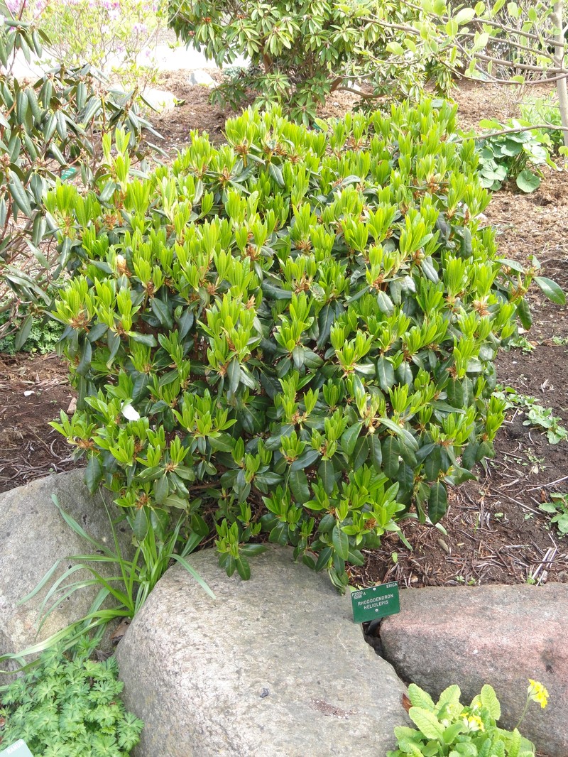 Rhododendron heliolepis