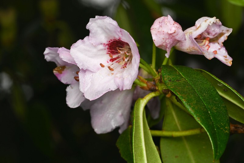 Rhododendron heliolepis photo 2