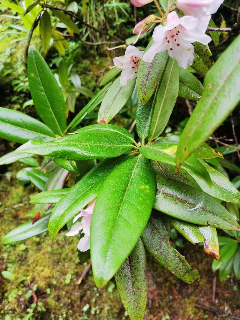 Rhododendron heliolepis photo 3