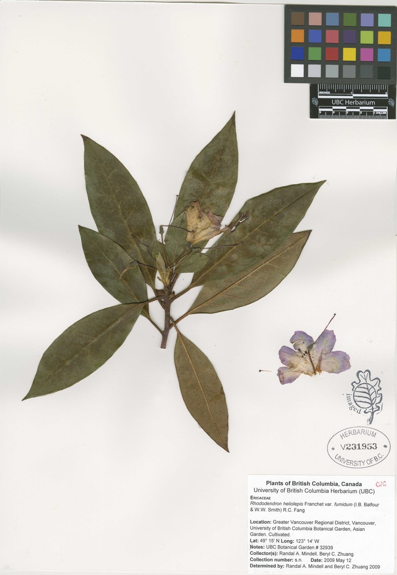 Rhododendron heliolepis var. fumidum