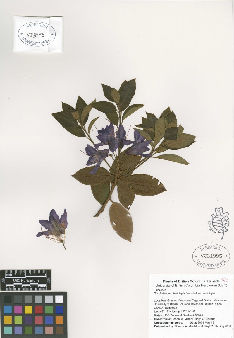 Rhododendron heliolepis var. heliolepis