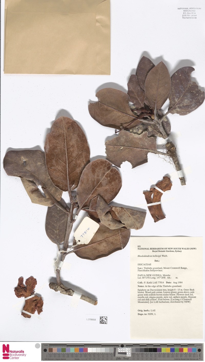Rhododendron hellwigii