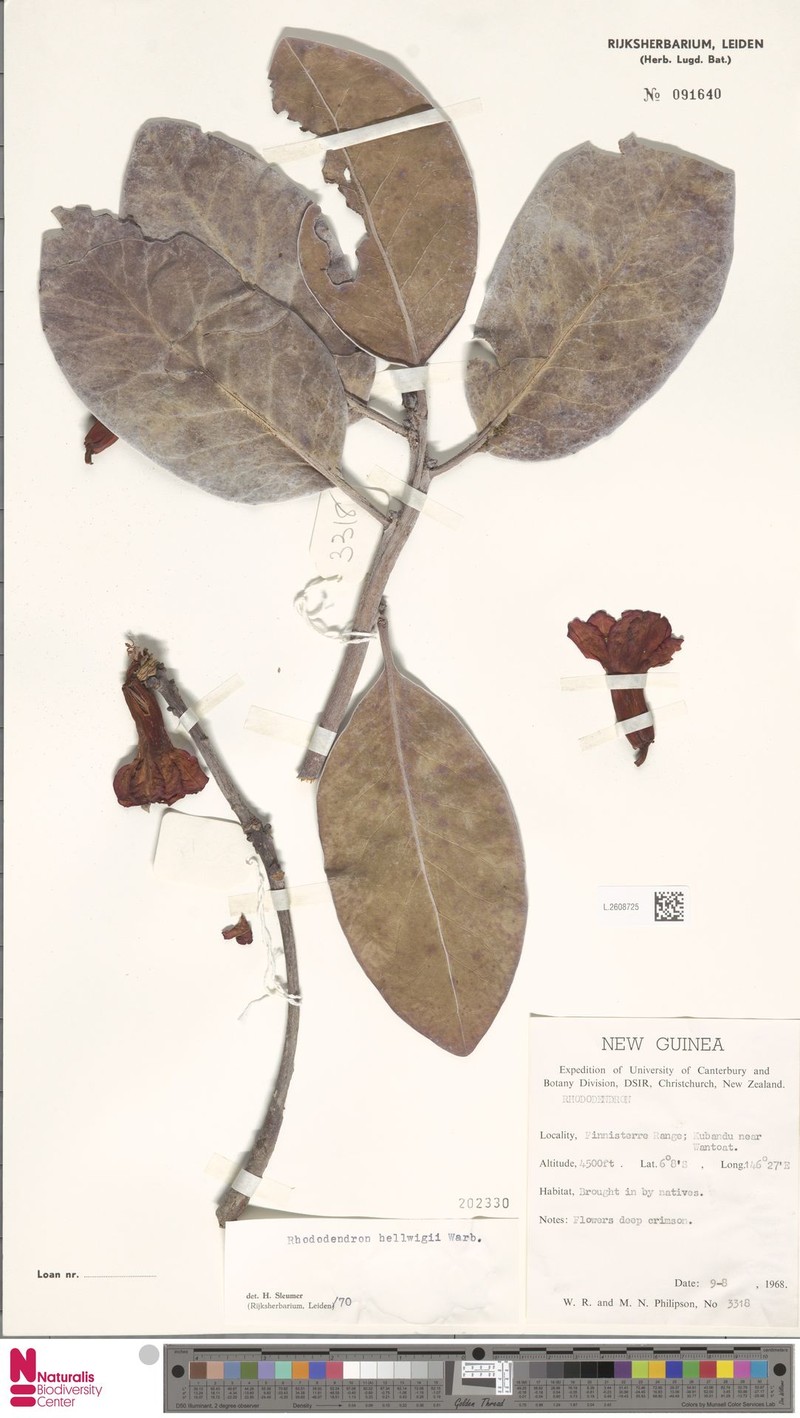 Rhododendron hellwigii photo 2