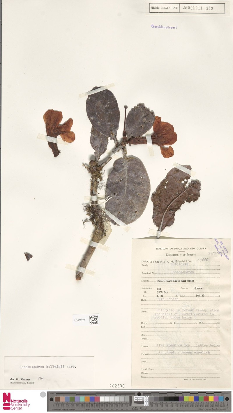 Rhododendron hellwigii photo 3