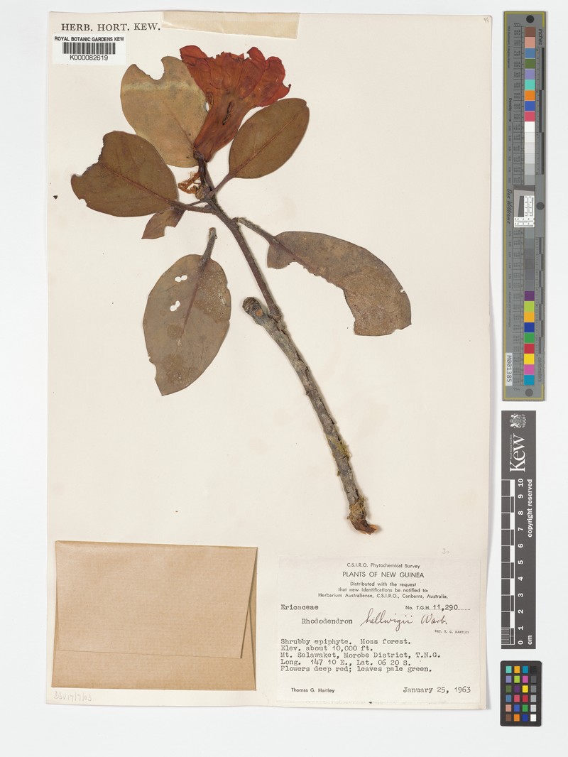 Rhododendron hellwigii photo 6