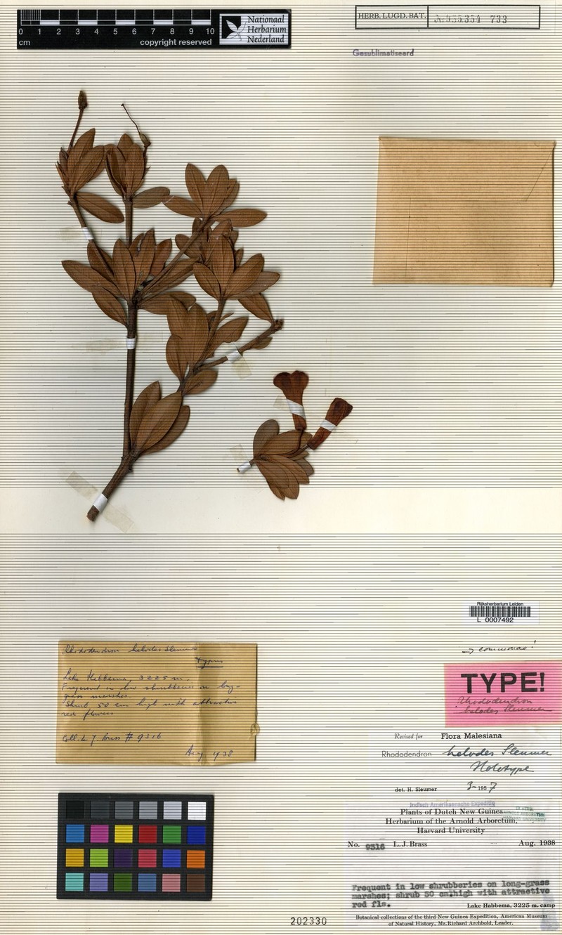 Rhododendron helodes
