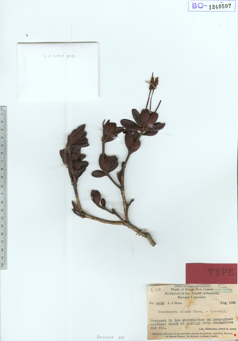 Rhododendron helodes photo 2