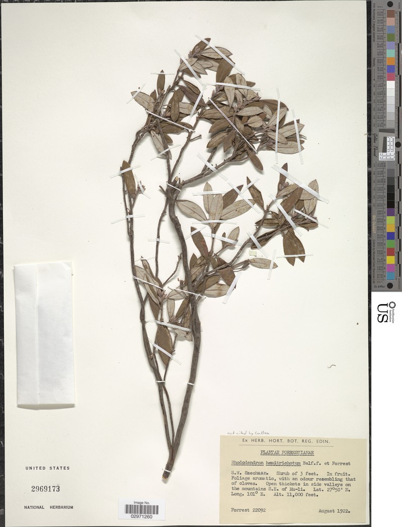 Rhododendron hemitrichotum