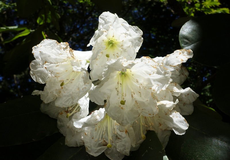Rhododendron hemsleyanum