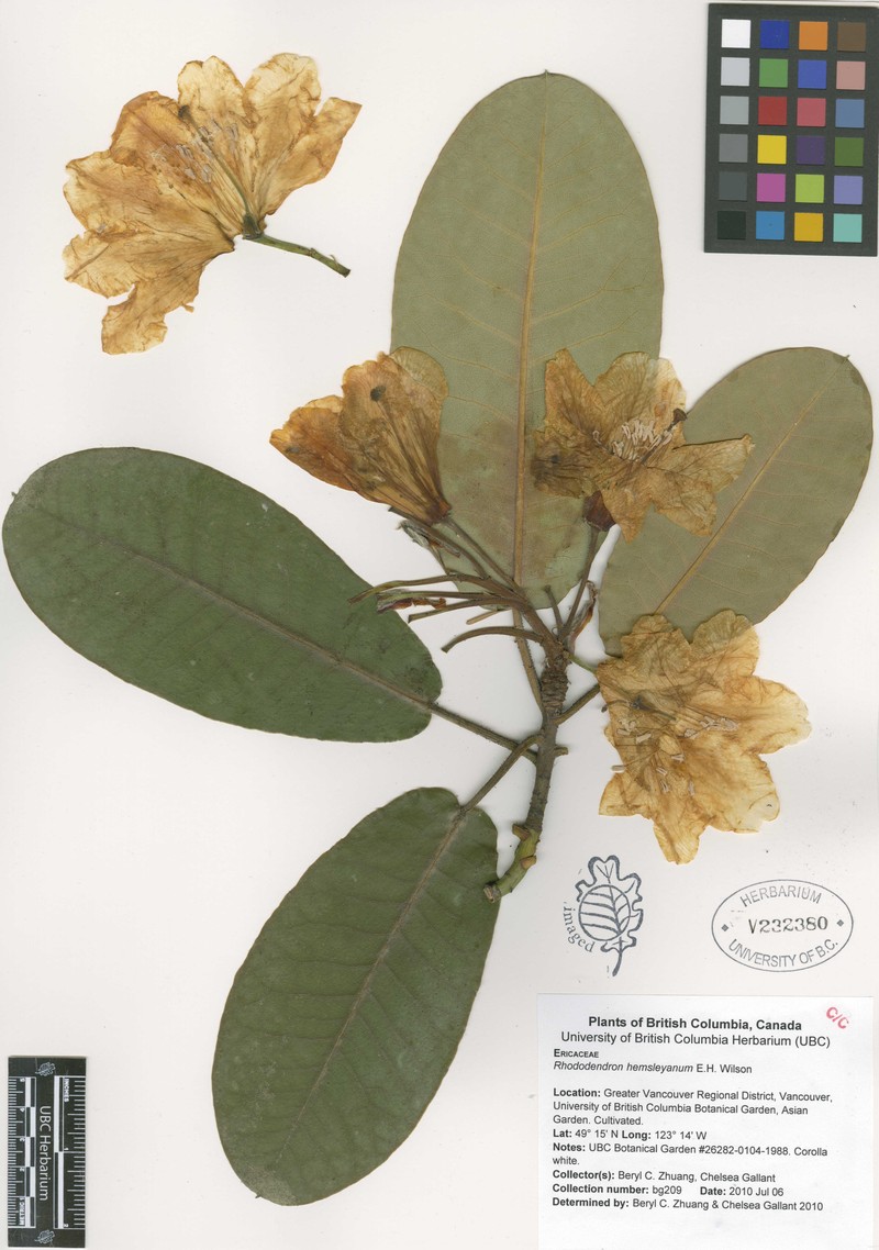Rhododendron hemsleyanum photo 3