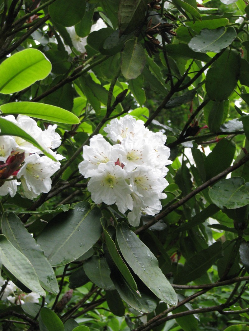 Rhododendron hemsleyanum photo 4