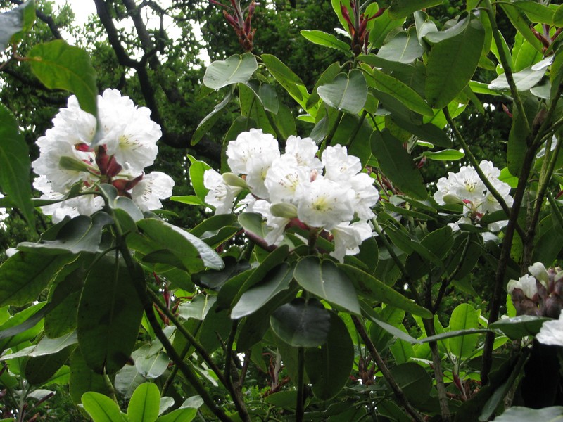 Rhododendron hemsleyanum photo 5