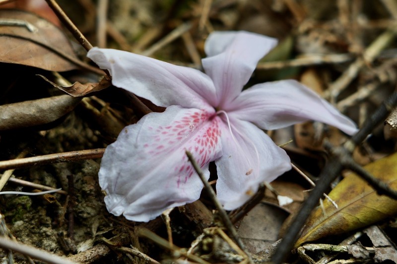 Rhododendron henryi