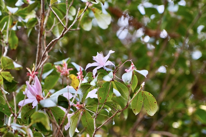 Rhododendron henryi photo 2