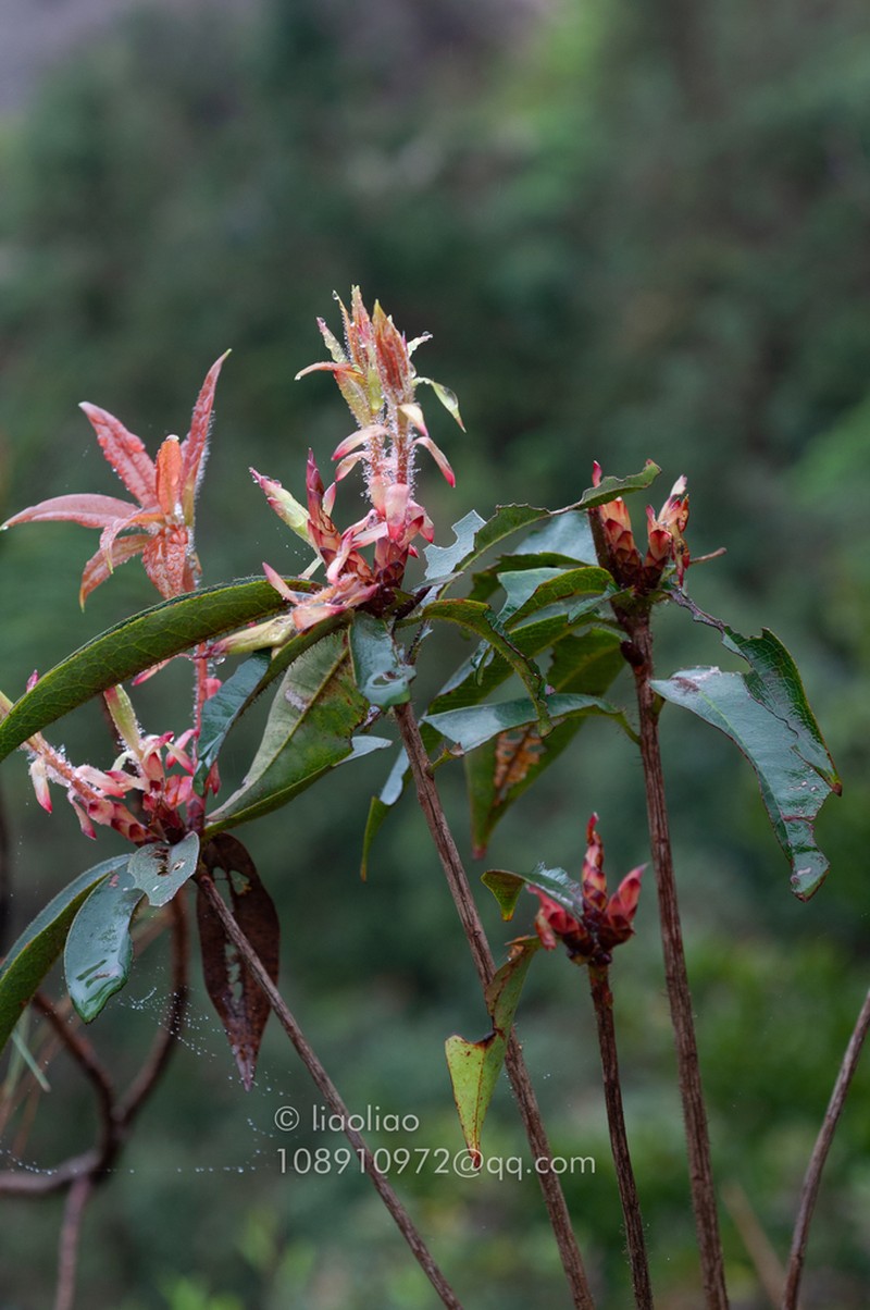 Rhododendron henryi photo 3