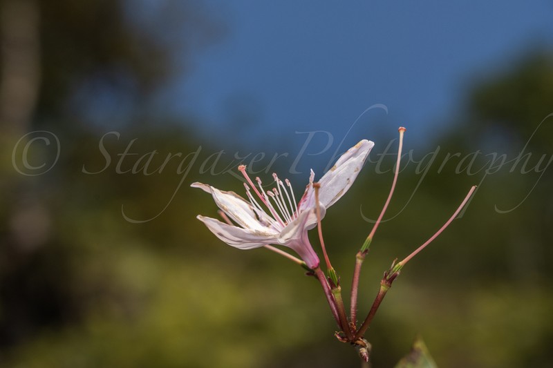 Rhododendron henryi photo 4