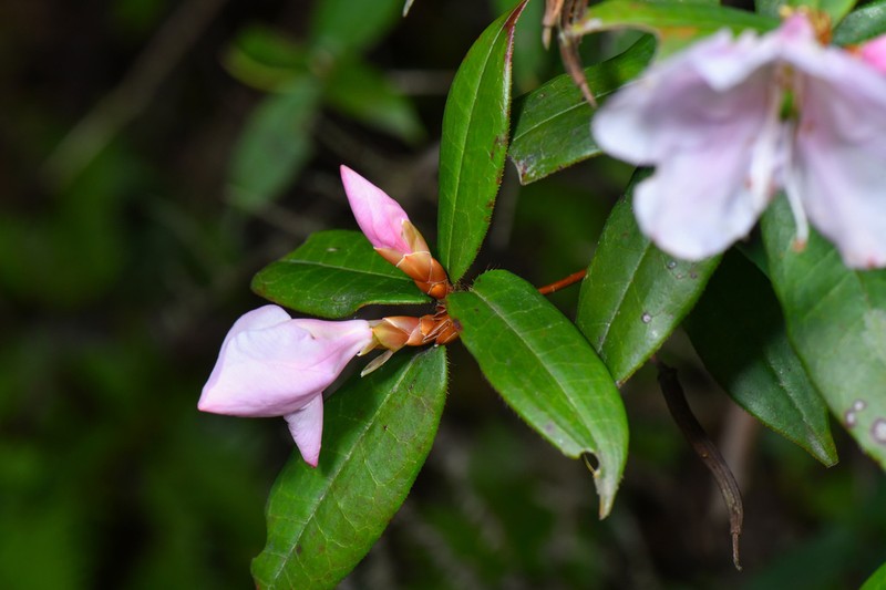 Rhododendron henryi photo 5