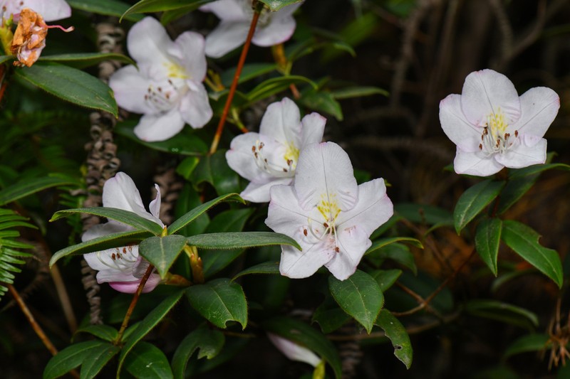 Rhododendron henryi photo 6
