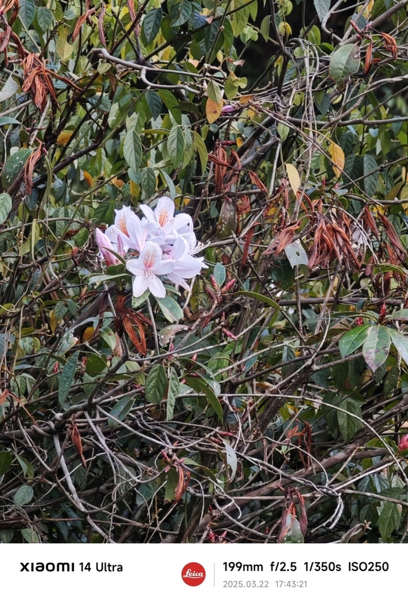 Rhododendron henryi photo 7