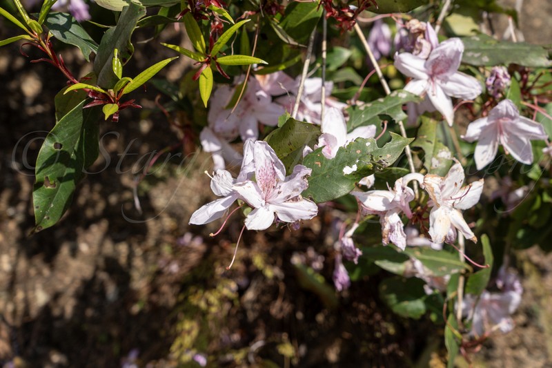 Rhododendron henryi photo 8