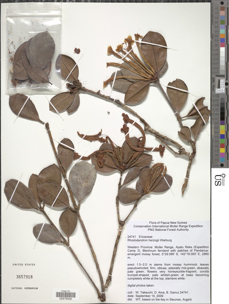 Rhododendron herzogii