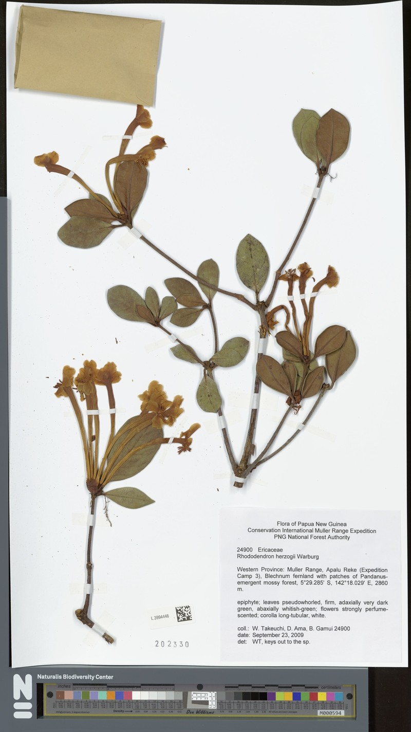 Rhododendron herzogii photo 2