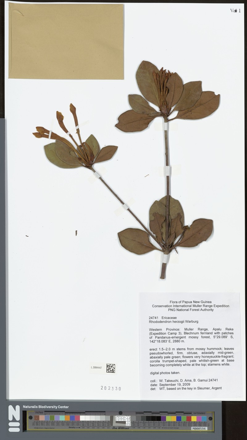 Rhododendron herzogii photo 3