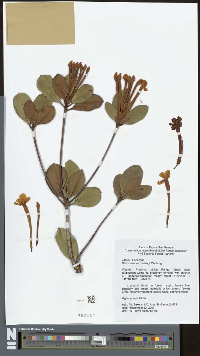 Rhododendron herzogii photo 4