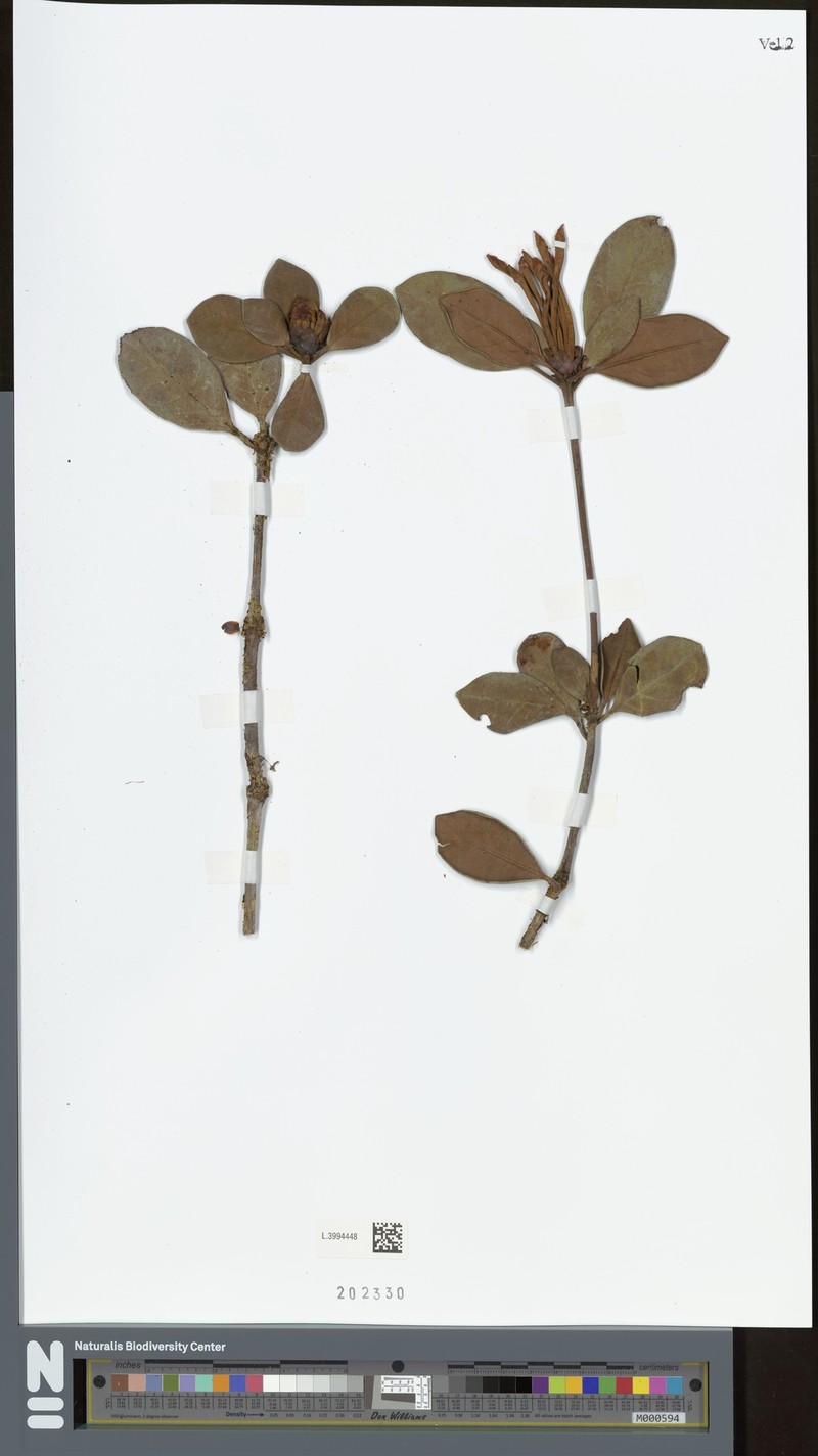 Rhododendron herzogii photo 5