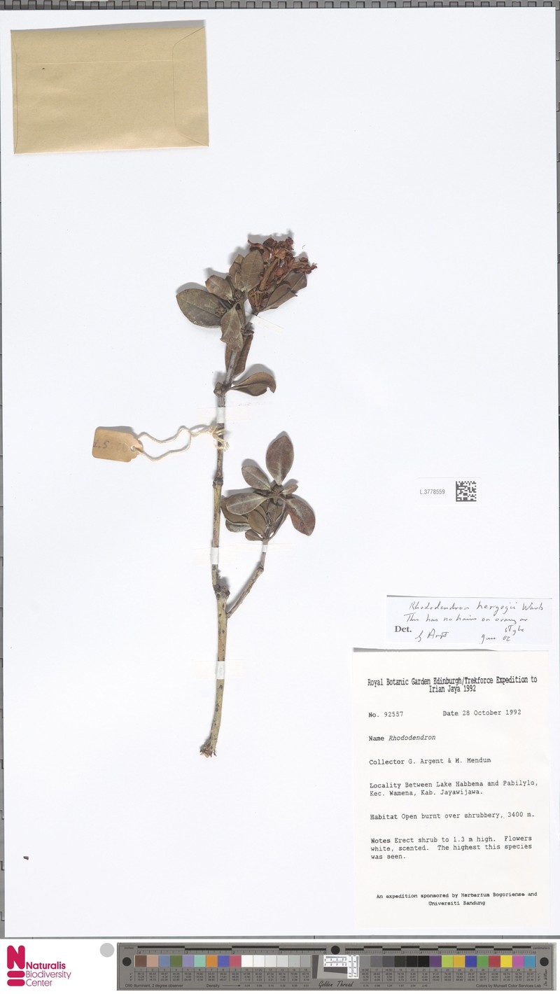 Rhododendron herzogii photo 6