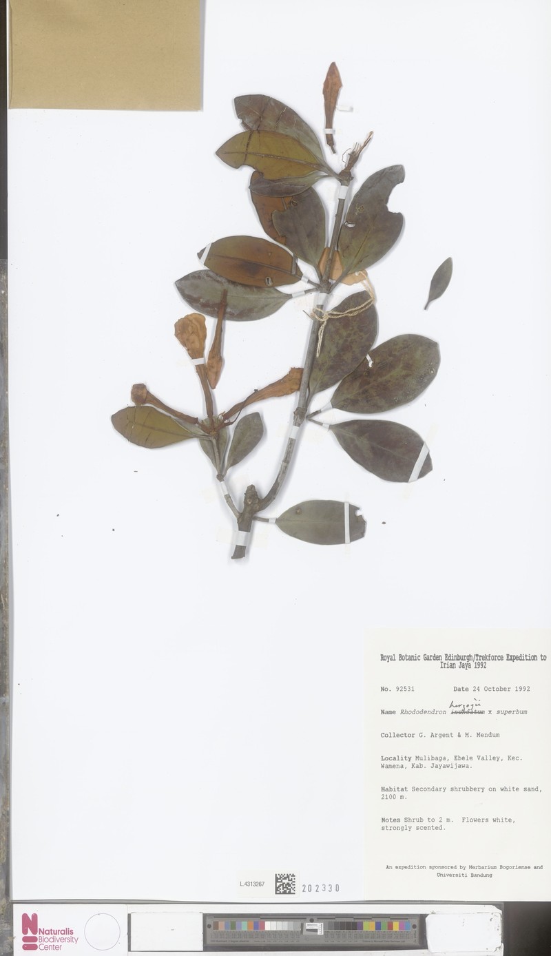 Rhododendron herzogii photo 7