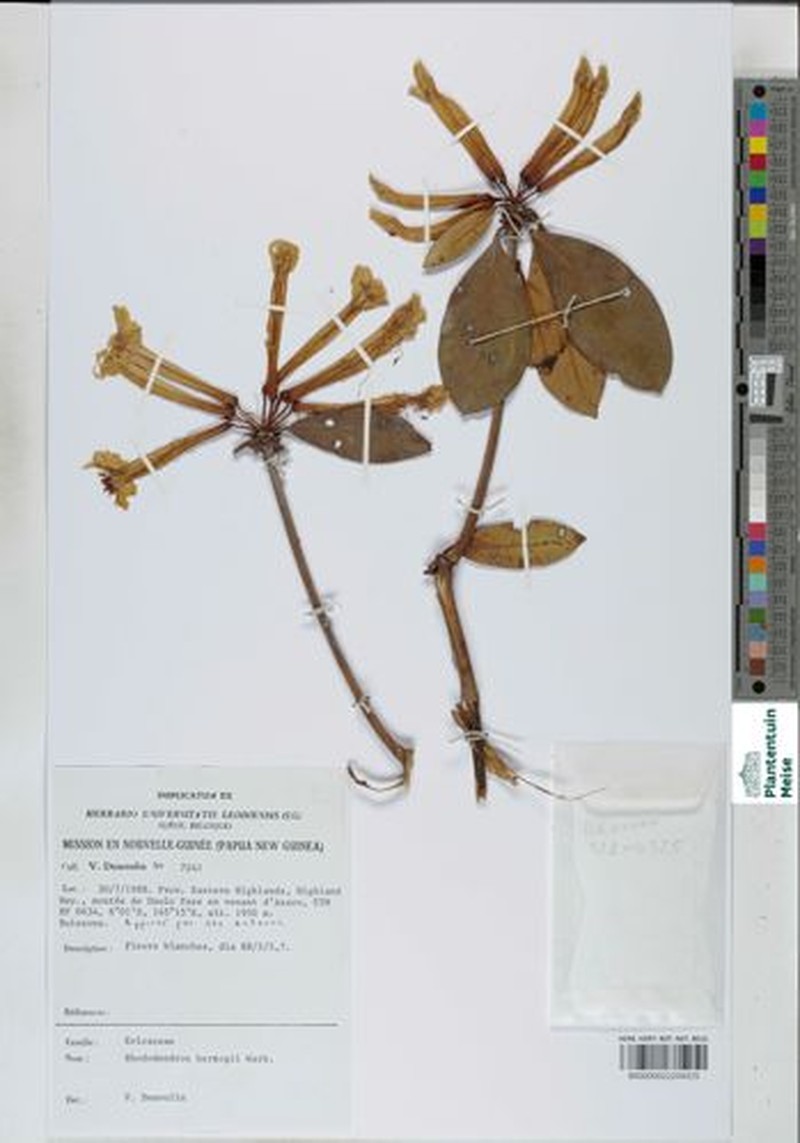 Rhododendron herzogii photo 8