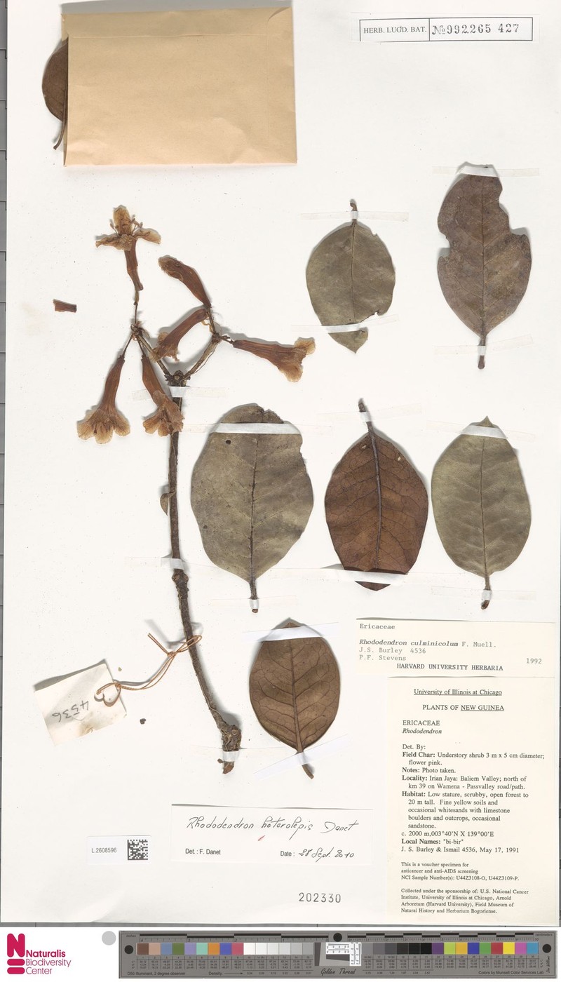 Rhododendron heterolepis