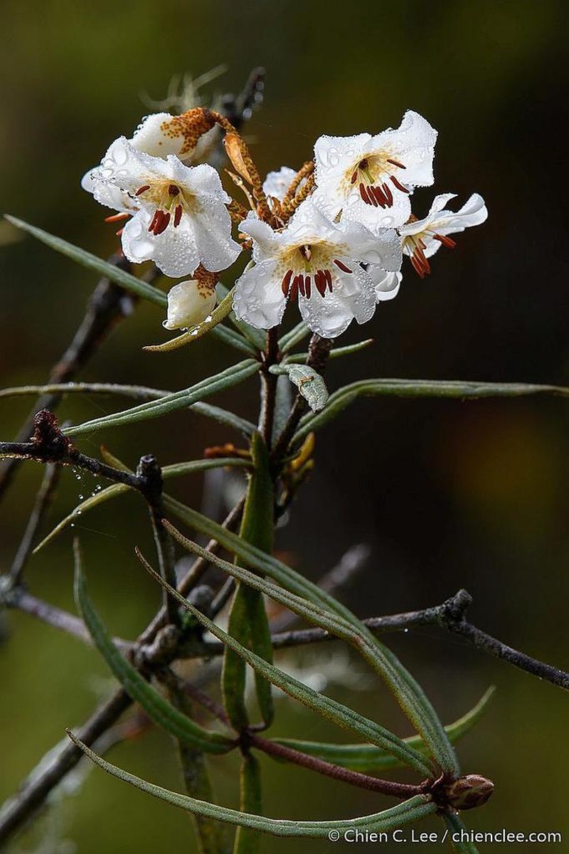 Rhododendron himantodes photo 2