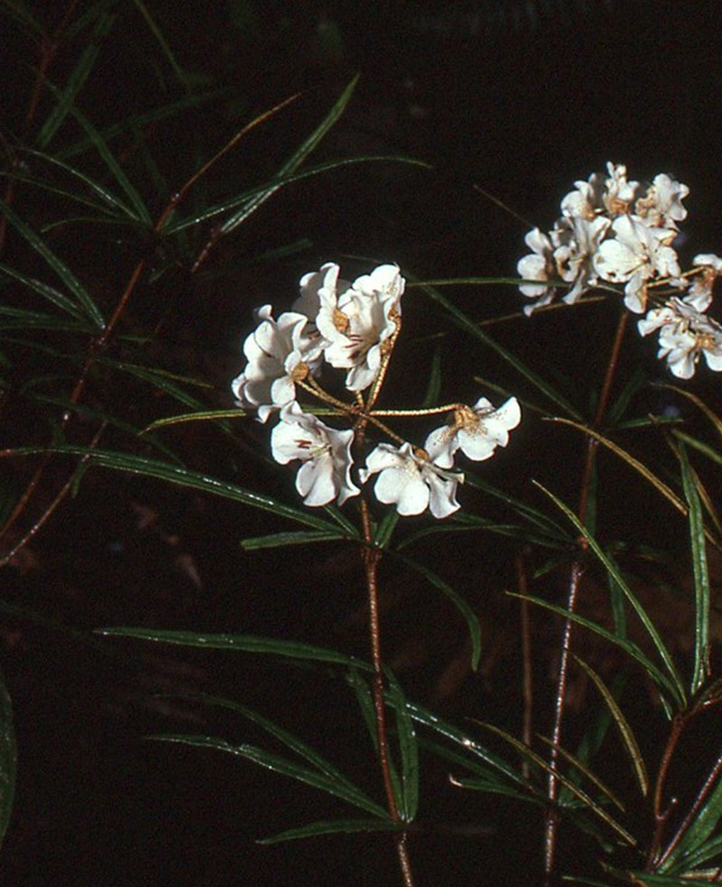 Rhododendron himantodes photo 3