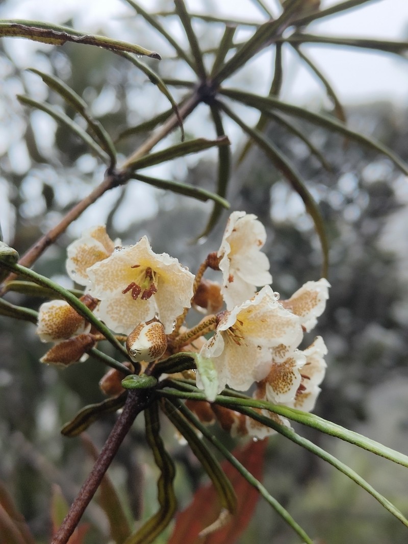 Rhododendron himantodes photo 4