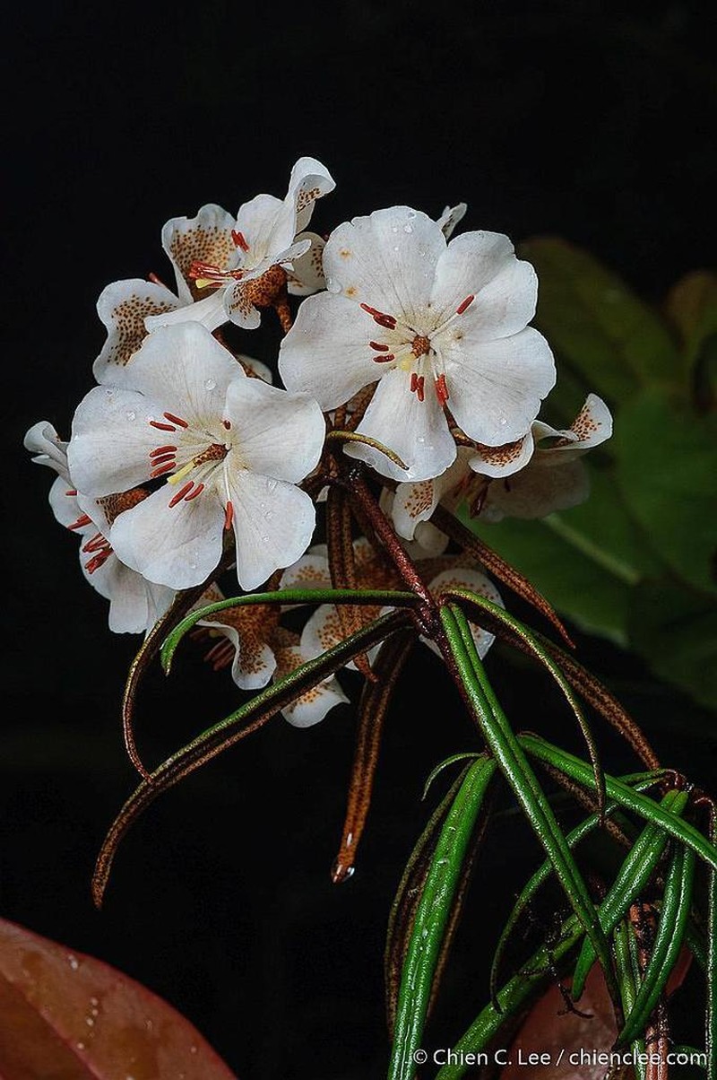 Rhododendron himantodes photo 5