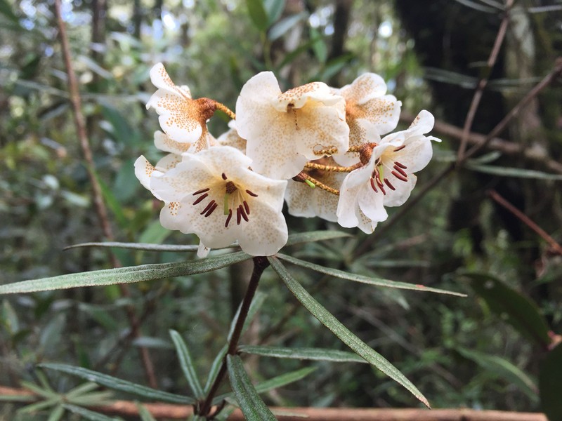 Rhododendron himantodes photo 6