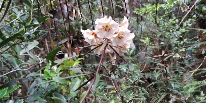 Rhododendron himantodes photo 8