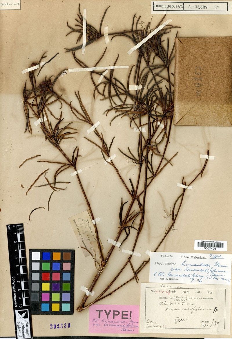 Rhododendron himantodes var. lavandulifolium