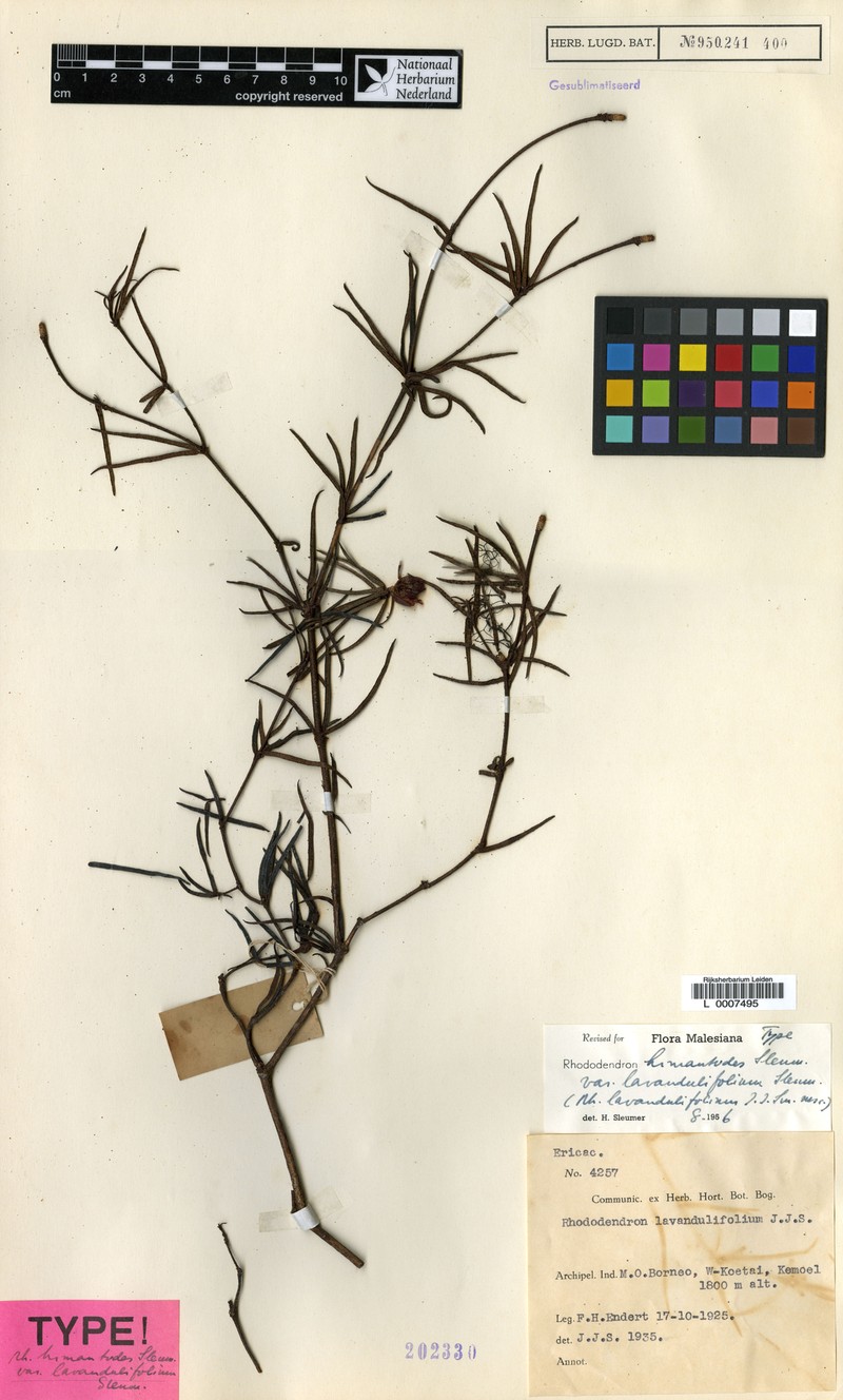 Rhododendron himantodes var. lavandulifolium photo 2