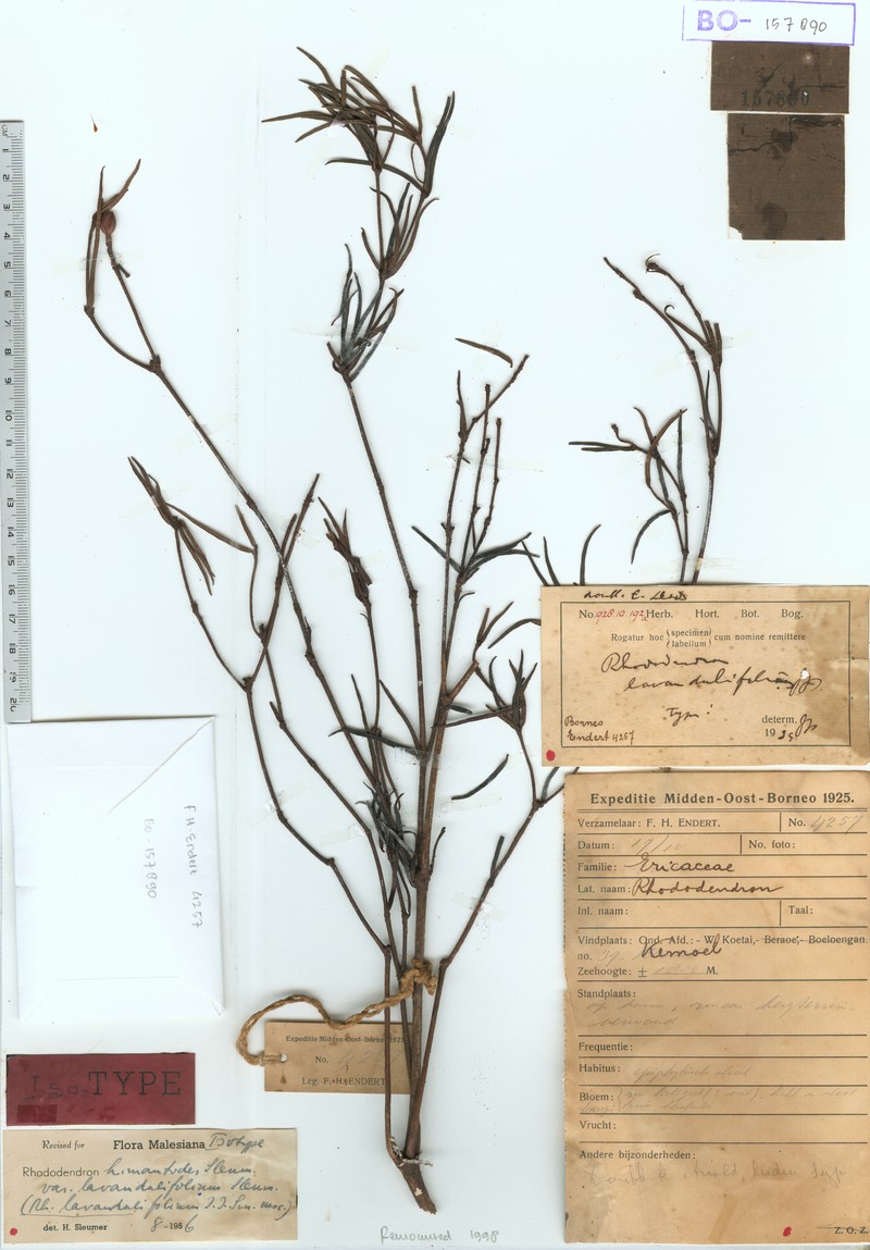 Rhododendron himantodes var. lavandulifolium photo 3