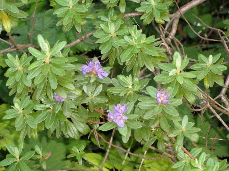 Rhododendron hippophaeoides