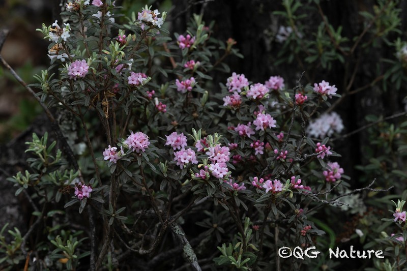 Rhododendron hippophaeoides photo 2